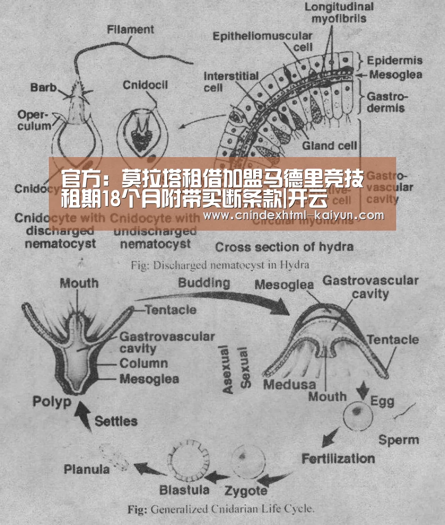官方:莫拉塔租借加盟马德里竞技 租期18个月附带买断条款|开云 (图1) 即时比分入口