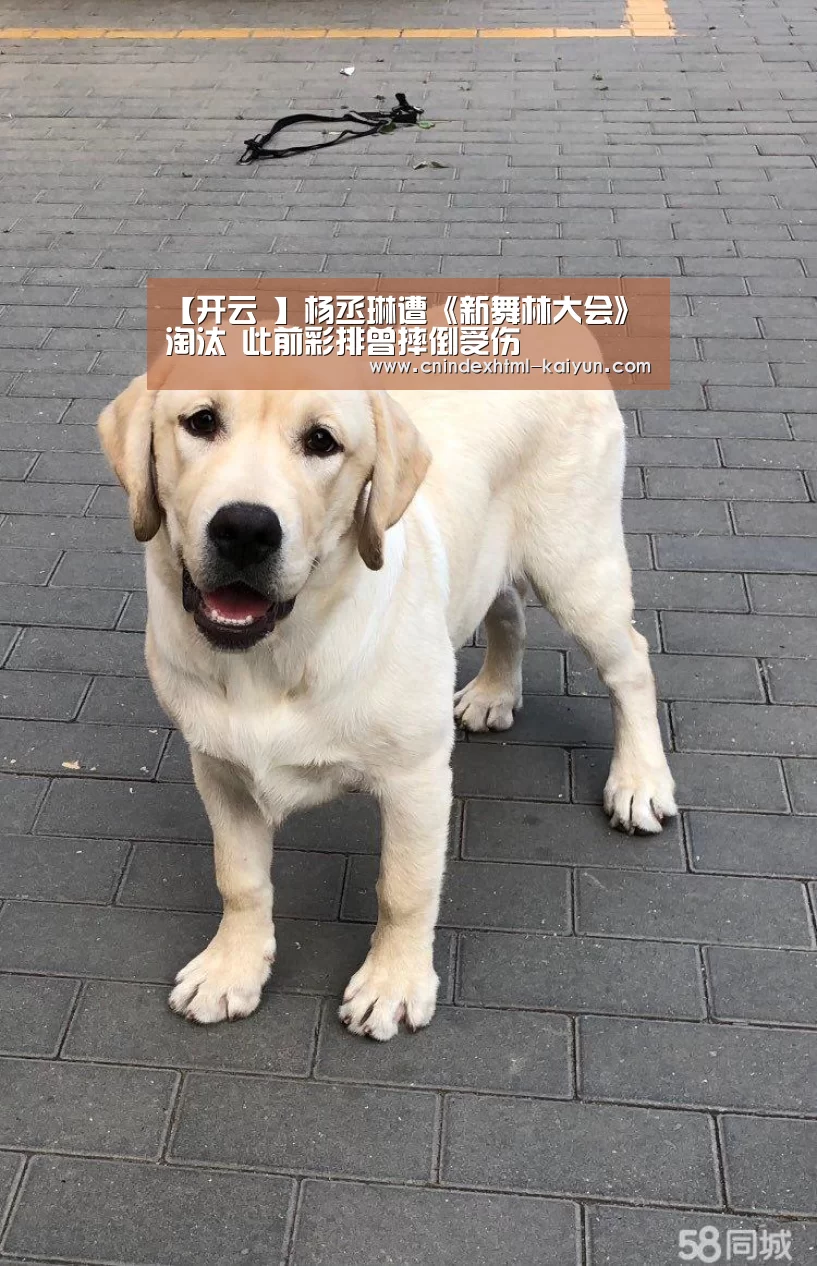 【开云 】杨丞琳遭《新舞林大会》淘汰 此前彩排曾摔倒受伤(图1) kaiyun官网首页